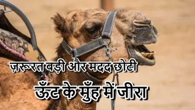 ऊँट के मुँह में जीरा: मुहावरे की उत्पत्ति, उपयोग और 5 छोटी कहानियाँ Unt Ke Munh Mein Jeera Meaning in Hindi