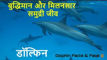 चंचल डॉल्फिन: बुद्धिमान और मिलनसार जीवों के बारे में रोचक तथ्य! Interesting Dolphin Facts in Hindi