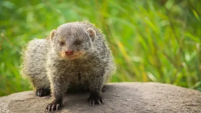 नेवला: सांप का सबसे बड़ा दुश्मन 🐍 | जानें 20+ रोचक और अनजाने तथ्य (Mongoose Facts in Hindi)