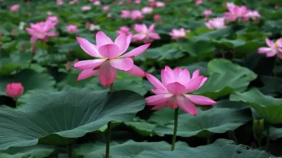 पवित्रता और जीवन का प्रतीक: कमल के बारे में अज्ञात और रोचक तथ्य! Interesting facts about Lotus
