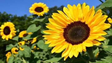 प्रकृति का सुनहरा उपहार: सूरजमुखी के बारे में अज्ञात और रोचक तथ्य! Interesting facts about Sunflower