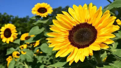 प्रकृति का सुनहरा उपहार: सूरजमुखी के बारे में अज्ञात और रोचक तथ्य! Interesting facts about Sunflower