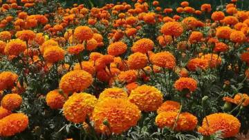 गेंदा फूल के बारे में अज्ञात और रोचक तथ्य! Interesting facts about Marigold