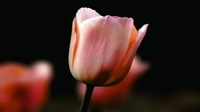 ट्यूलिप के बारे में अज्ञात और रोचक तथ्य! Interesting facts about Tulip