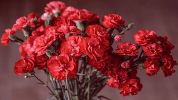 गुलनार के बारे में अज्ञात और रोचक तथ्य! Interesting facts about Carnation in Hindi