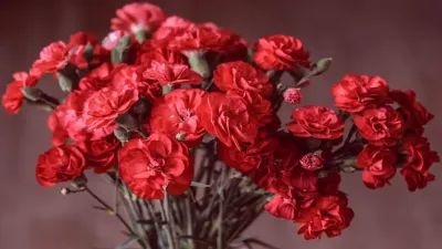 गुलनार के बारे में अज्ञात और रोचक तथ्य! Interesting facts about Carnation in Hindi