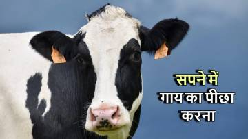 सपने में गाय का पीछा करना (सपने में गाय पीछे पड़ जाना) – धार्मिक, मनोवैज्ञानिक और आध्यात्मिक अर्थ