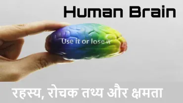 मानव मस्तिष्क : रहस्य, रोचक तथ्य और क्षमता! Interesting Facts about Human Brain in Hindi
