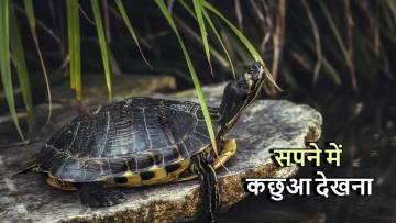 सपने में कछुआ देखना: विभिन्न संस्कृतियों और धार्मिक मान्यताओं में अर्थ और व्याख्या
