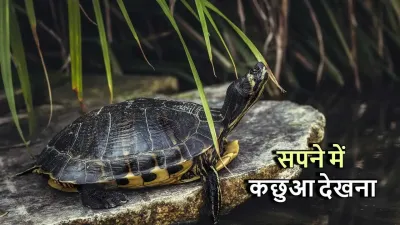 सपने में कछुआ देखना: विभिन्न संस्कृतियों और धार्मिक मान्यताओं में अर्थ और व्याख्या