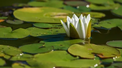 सपने में कुमुदिनी देखना – Water Lily in Dreams | मनोवैज्ञानिक, आध्यात्मिक व सांस्कृतिक अर्थ