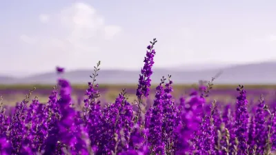 सुंदर और सुगंधित पौधा लैवेंडर के औषधीय उपयोग और रोचक तथ्य! Interesting Facts about Lavender