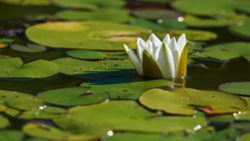 रात्रि की रानी और प्रकृति का अनमोल उपहार: कुमुदिनी के औषधीय उपयोग और रोचक तथ्य