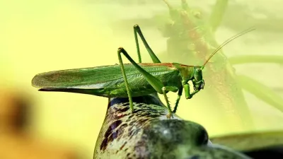 क्या आप टिड्डे के बारे में ये 30 बातें जानते हैं? — Grasshopper Facts in Hindi
