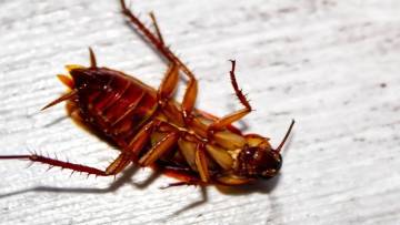 कॉकरोच (तिलचट्टा) के बारे में 20 रोचक और अनजाने तथ्य! Facts about Cockroach
