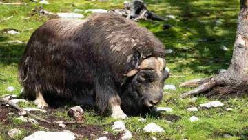 कस्तूरी बैल (मस्क ऑक्स) के बारे में अद्भुत और रोचक तथ्य! Facts about Musk Ox