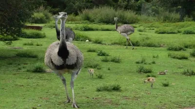 एमू: धरती पर दौड़ने वाला विशाल पक्षी जिसे उड़ने की जरूरत नहीं! Interesting Facts about Emu