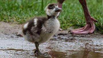 सपने में बत्तख देखना: ज्योतिष और मनोविज्ञान के नज़रिए से जानें इसके अर्थ