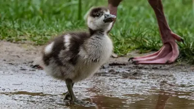 सपने में बत्तख देखना: ज्योतिष और मनोविज्ञान के नज़रिए से जानें इसके अर्थ