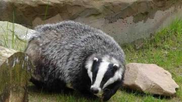 शहदखोर बिज्जू (हनी बैजर): दुनिया का सबसे निडर और खतरनाक शिकारी