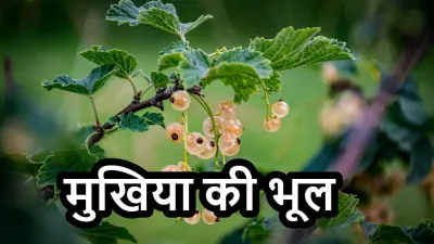 दुर्लभ औषधि का पौधा, बंदर और मुखिया की भूल: एक रोचक हिंदी कहानी