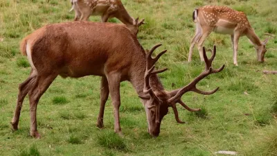 सपने में बारहसिंगा देखने का मतलब | क्या यह भाग्य बदलने वाला संकेत है?