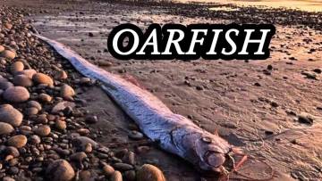 ओरफ़िश - Doomsday Fish समुद्र की रहस्यमयी मछली | रोचक तथ्य और अनसुनी बातें
