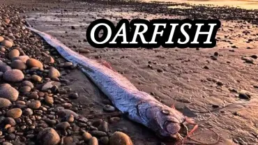ओरफ़िश - Doomsday Fish समुद्र की रहस्यमयी मछली | रोचक तथ्य और अनसुनी बातें