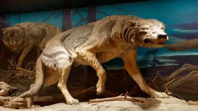 डायर वुल्फ के रहस्य: विलुप्ति, जीवाश्म और वैज्ञानिक खोजें! सच्चाई जानिए