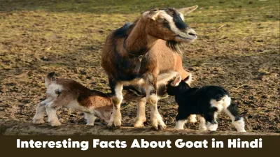 बकरी: सिर्फ दूध और मांस से परे रोचक तथ्य! Amazing Facts About Goat