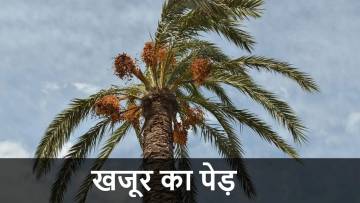 सपने में खजूर का पेड़ देखना – Sapne Me Khajoor Ka Ped Dekhna Ka Matlab