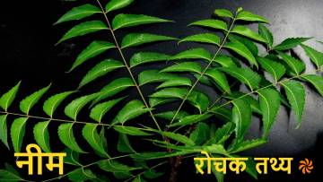 नीम के वैज्ञानिक प्रमाणों सहित विभिन्न उपयोगों और फायदों के बारे में जानें Neem Facts