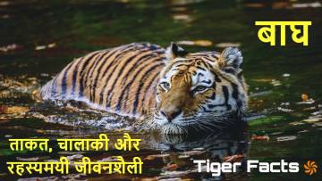बाघ का दबदबा: बाघों के बारे में अनोखे और रोचक तथ्य! Tiger Facts in Hindi