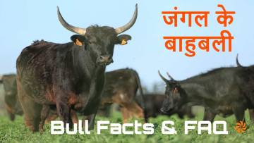 आइए जानें जंगल के बाहुबली बैल के बारे में रोचक तथ्य! Interesting Bull Facts in Hindi