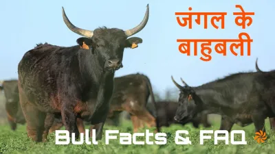 आइए जानें जंगल के बाहुबली बैल के बारे में रोचक तथ्य! Interesting Bull Facts in Hindi