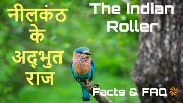 आकाश का नीला हीरा: नीलकंठ के अनोखे और रोचक तथ्य The Indian Roller Neelkanth Facts