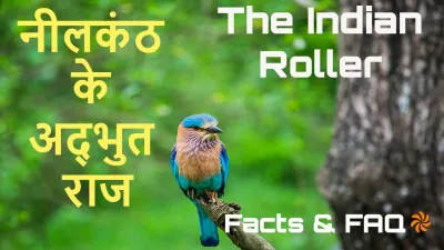 आकाश का नीला हीरा: नीलकंठ के अनोखे और रोचक तथ्य The Indian Roller Neelkanth Facts