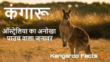 कंगारू: ऑस्ट्रेलिया का अनोखा पाउच वाला जनावर! Interesting Kangaroo Facts in Hindi