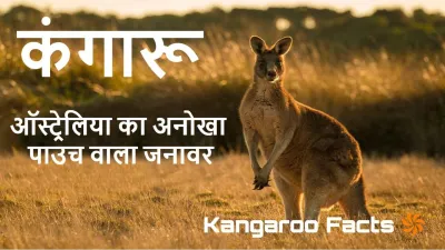 कंगारू: ऑस्ट्रेलिया का अनोखा पाउच वाला जनावर! Interesting Kangaroo Facts in Hindi