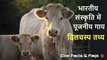गाय माता: 10 दिलचस्प तथ्य जिनके बारे में आप नहीं जानते होंगे! Cow Facts in Hindi