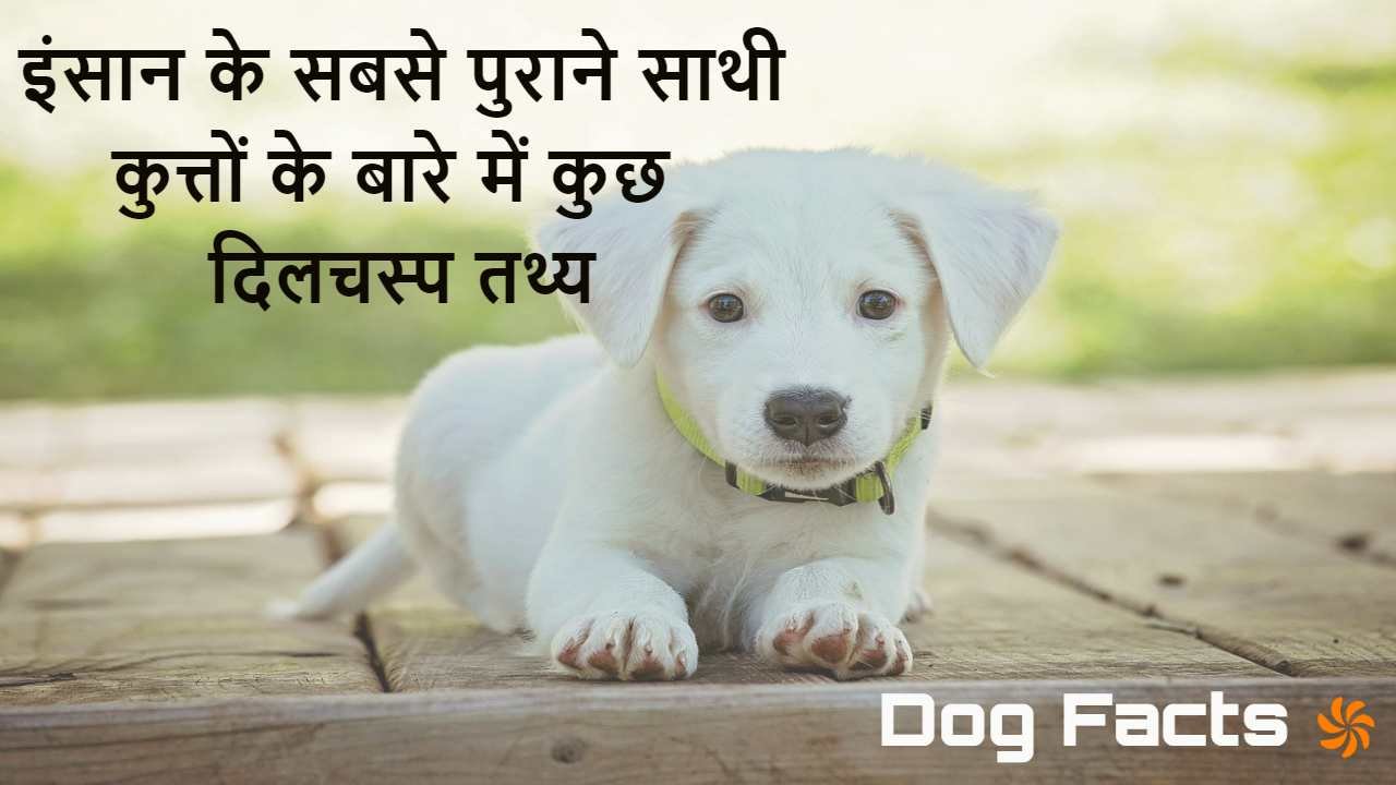 Facts about hot sale dogs in hindi