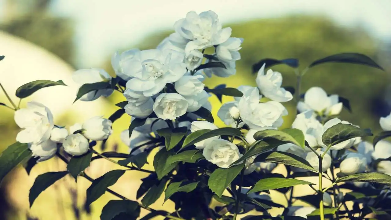 आयुर्वेदिक तथ्य का चित्र